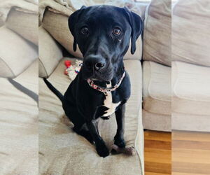 American Pit Bull Terrier-Labrador Retriever Mix Dogs for adoption in Princeton, MN, USA