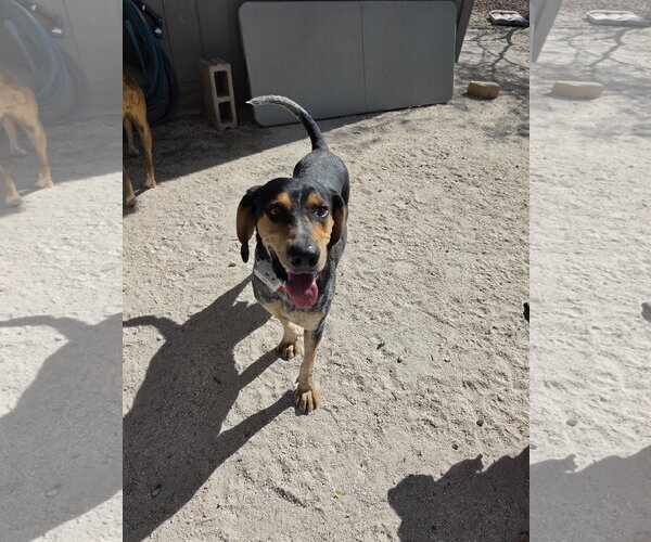 Medium Photo #2 Coonhound Puppy For Sale in Las Vegas, NV, USA