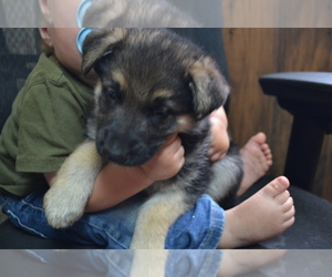 German Shepherd Dog Puppy for sale in GREENWOOD, WI, USA