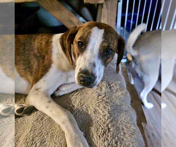 Medium Photo #8 Labrador Retriever-Unknown Mix Puppy For Sale in Brewster, NY, USA