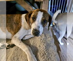 Small #7 Labrador Retriever Mix
