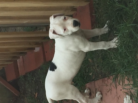 Medium Photo #1 Dogo Argentino Puppy For Sale in RICHLANDS, NC, USA