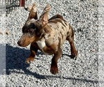 Small #3 Dachshund