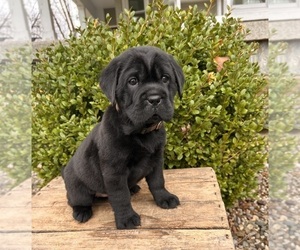 Cocker-Pei Puppy for sale in MIDDLEBURY, IN, USA