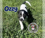 Ozzy - Male Ratshi Terrier Dog for Adoption - Small photo