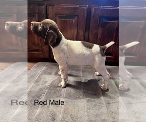 Maltese Puppy for sale in CARL JUNCTION, MO, USA