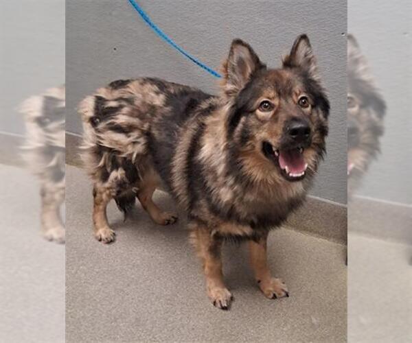 Medium Photo #1 German Shepherd Dog-Unknown Mix Puppy For Sale in Las Vegas, NV, USA