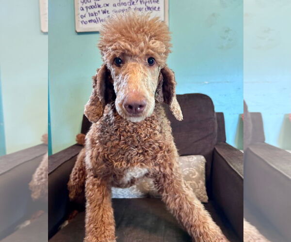 Medium Photo #1 Poodle (Standard) Puppy For Sale in Pacolet, SC, USA