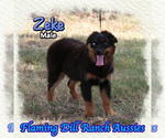 Image preview for Ad Listing. Nickname: Zeke