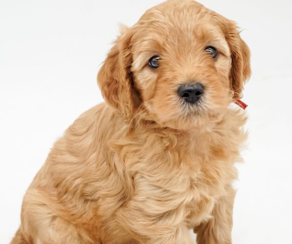 Medium Photo #1 Goldendoodle-Poodle (Miniature) Mix Puppy For Sale in EASLEY, SC, USA
