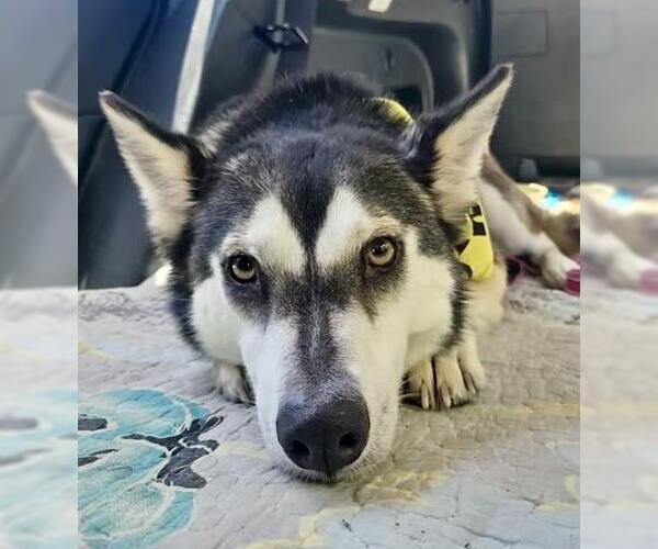Medium Photo #2 Siberian Husky Puppy For Sale in Bakersfield, CA, USA