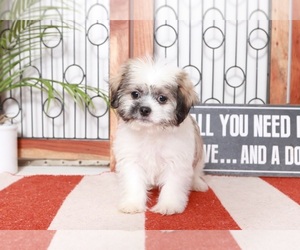 Zuchon Puppy for sale in NAPLES, FL, USA