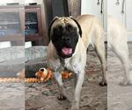 Small #2 Mastiff