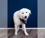 Small #4 Great Pyrenees