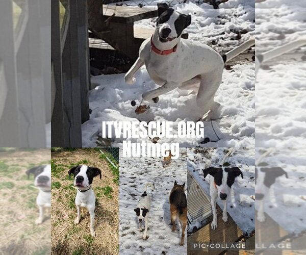 Medium Photo #10 Labrador Retriever-Unknown Mix Puppy For Sale in Evansville, IN, USA