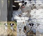 Small #9 Labrador Retriever Mix