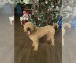 Small Photo #1 Goldendoodle Puppy For Sale in MUSTANG, OK, USA