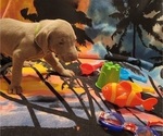 Small Photo #15 Weimaraner Puppy For Sale in NEWCASTLE, OK, USA