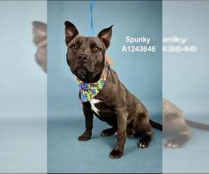 Mutt Dogs for adoption in Bakersfield, CA, USA