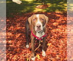 Small Labrador Retriever-Spaniel Mix