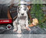 Puppy Holly Great Dane