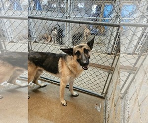 German Shepherd Dog Dogs for adoption in El Centro, CA, USA