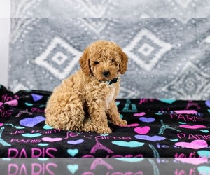 Poodle (Miniature) Litter for sale in NAPPANEE, IN, USA