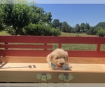 Small Photo #22 Golden Retriever Puppy For Sale in AUSTIN, KY, USA