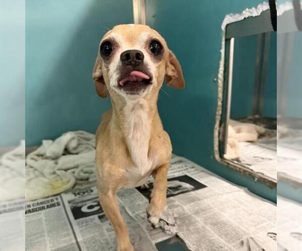 Medium Photo #1 Chihuahua Puppy For Sale in San Antonio, TX, USA