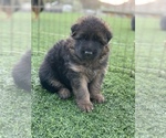 Small #14 German Shepherd Dog