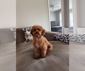 Poodle (Toy) Puppy for sale in NORTH PORT, FL, USA