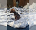 Small #4 Chihuahua