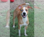 Small #1 American Pit Bull Terrier Mix
