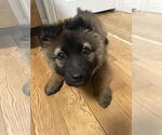 Small #13 German Shepherd Dog