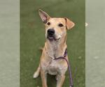 Small American Staffordshire Terrier Mix