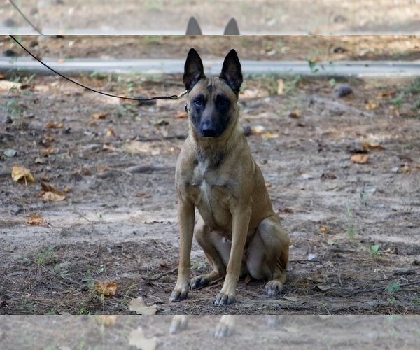 Full screen Photo #1 Belgian Malinois Puppy For Sale in CONYERS, GA, USA