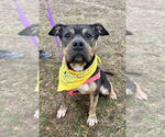Small American Staffordshire Terrier