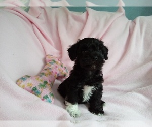 Poodle (Toy)-Schnauzer (Miniature) Mix Puppy for Sale in LAUREL, Mississippi USA