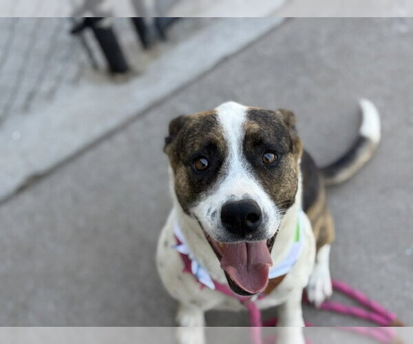 Medium Photo #2 Mutt Puppy For Sale in Tulsa, OK, USA