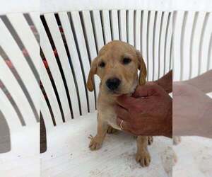 Labrador Retriever Puppy for sale in ALEXANDRIA, MN, USA