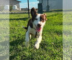 Small #2 Colonial Cocker Spaniel Mix
