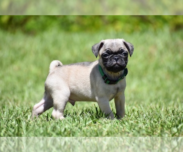 Medium Photo #5 Pug Puppy For Sale in PALM COAST, FL, USA