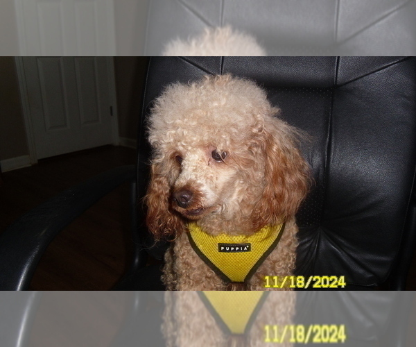Medium Photo #1 Poodle (Toy) Puppy For Sale in DULUTH, GA, USA