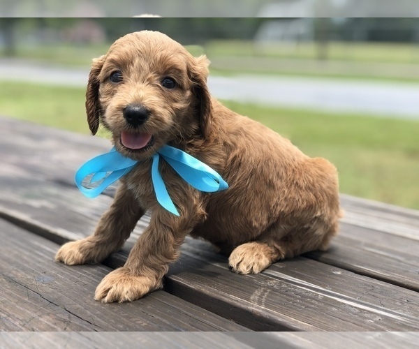 Medium Photo #14 Goldendoodle Puppy For Sale in KISSIMMEE, FL, USA