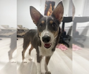 Border-Aussie Puppy for sale in JACKSONVILLE, FL, USA