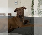 Small American Pit Bull Terrier-Bloodhound Mix