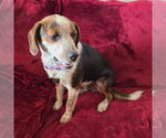 Small #3 Beagle Mix
