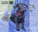 Small #2 Cane Corso