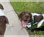 Small #3 German Shorthaired Pointer Mix