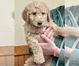 Goldendoodle Puppy for sale in CROTON, MI, USA